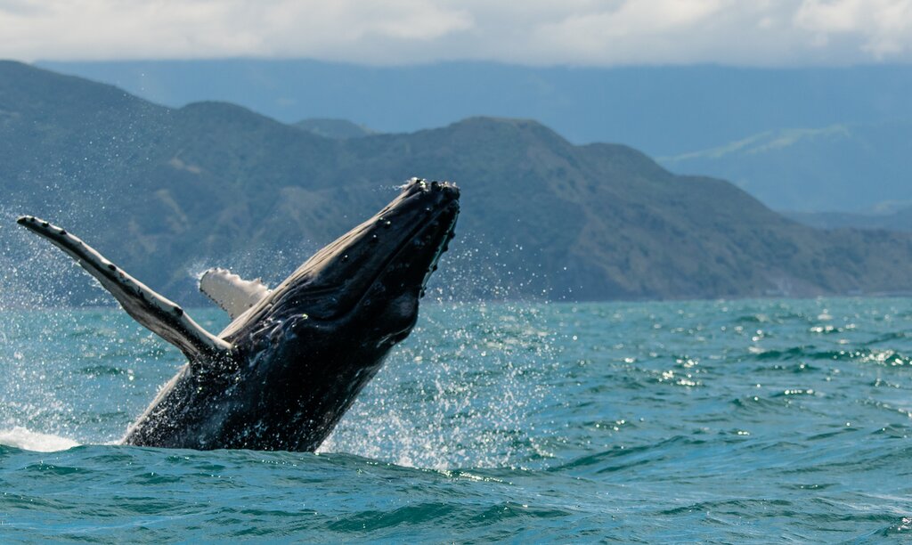 Road Trip Auckland – Christchurch : Route de la gastronomie, du vin et de la nature – 20 jours