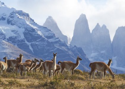 Torres del Paine, El Calafate, Puerto Natales & El Chaltén : Meilleures idées d&rsquo;itinéraires